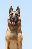 MALINOIS 719